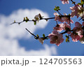 空を背景にしたボケの花 124705563