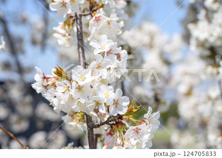 サクラ 桜 春 センダイシダレ サトザクラ 春の花 4月 イメージ 124705833