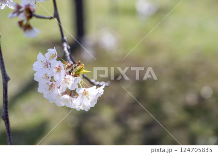 サクラ 桜 春 センダイシダレ サトザクラ 春の花 4月 イメージ サクラ 桜 春 センダイシダレ サトザクラ 春の花 4月 イメージ 124705835