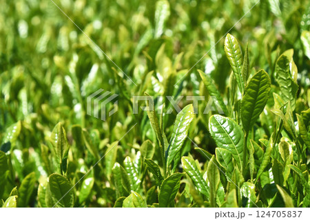 茶畑 124705837