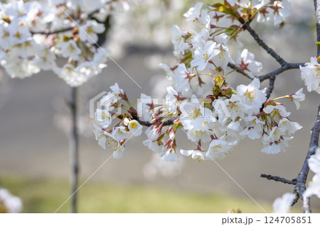 サクラ 桜 春 センダイシダレ サトザクラ 春の花 4月 イメージ サクラ 桜 春 センダイシダレ サトザクラ 春の花 4月 イメージ 124705851