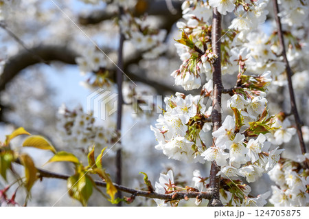 サクラ 桜 春 センダイシダレ サトザクラ 春の花 4月 イメージ 124705875
