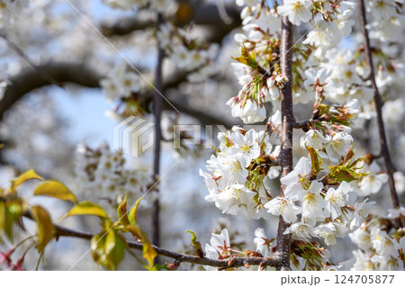 サクラ 桜 春 センダイシダレ サトザクラ 春の花 4月 イメージ 124705877