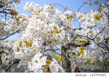 サクラ 桜 春 センダイシダレ サトザクラ 春の花 4月 イメージ 124705901