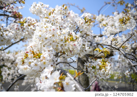 サクラ 桜 春 センダイシダレ サトザクラ 春の花 4月 イメージ 124705902