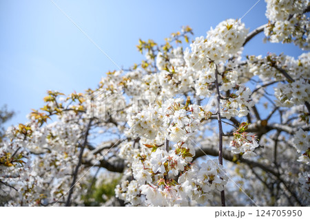 サクラ 桜 春 センダイシダレ サトザクラ 春の花 4月 イメージ 124705950