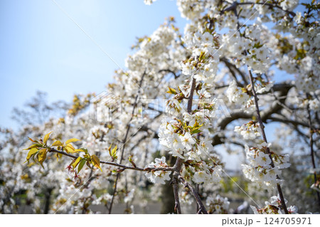 サクラ 桜 春 センダイシダレ サトザクラ 春の花 4月 イメージ サクラ 桜 春 センダイシダレ サトザクラ 春の花 4月 イメージ 124705971