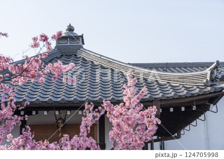 春の京都　長徳寺　地蔵堂とおかめ桜 124705998