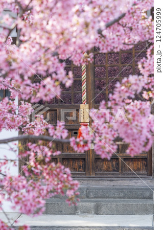 春の京都　長徳寺　地蔵堂のガラス戸に映るおかめ桜 124705999