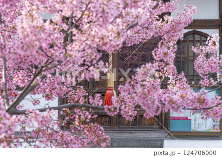 春の京都　長徳寺　地蔵堂のガラス戸に映るおかめ桜 124706000
