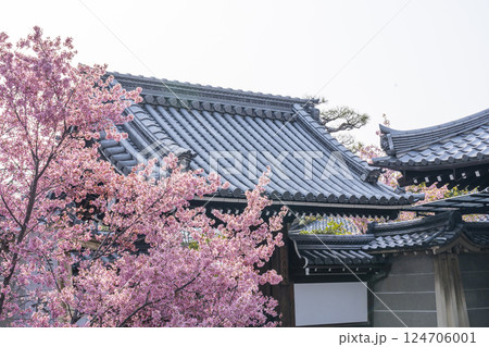 春の京都 長徳寺 山門前に咲く立派なおかめ桜 春の京都 長徳寺 山門前に咲く立派なおかめ桜 124706001