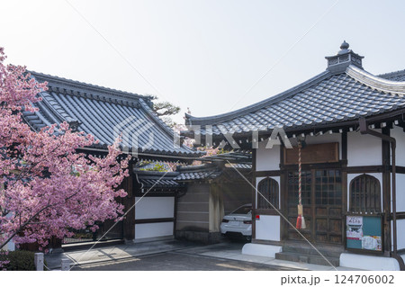春の京都　長徳寺　山門前に咲く立派なおかめ桜 124706002