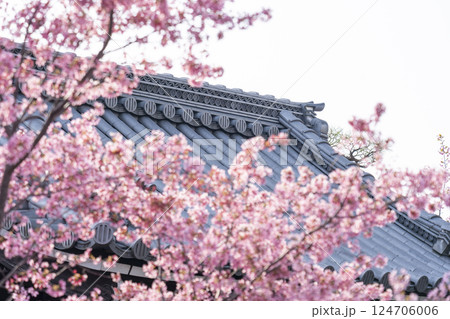 春の京都　長徳寺　山門前に咲く立派なおかめ桜 124706006