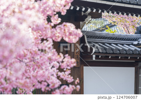 春の京都 長徳寺 山門前に咲く立派なおかめ桜 春の京都 長徳寺 山門前に咲く立派なおかめ桜 124706007