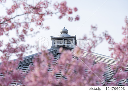 春の京都　長徳寺　満開のおかめ桜 124706008