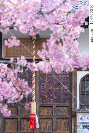 春の京都 長徳寺 地蔵堂のガラス戸に映るおかめ桜 春の京都 長徳寺 地蔵堂のガラス戸に映るおかめ桜 124706010