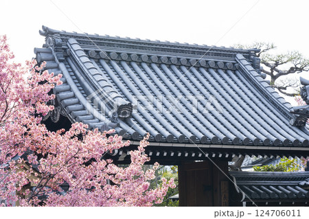 春の京都 長徳寺 山門前に咲く立派なおかめ桜 春の京都 長徳寺 山門前に咲く立派なおかめ桜 124706011