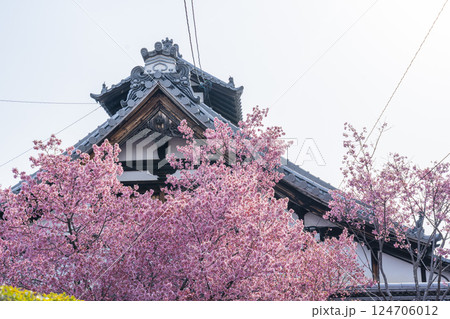春の京都　長徳寺　満開のおかめ桜 124706012