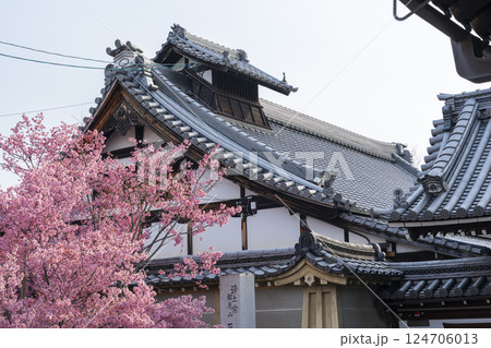 春の京都 長徳寺 満開のおかめ桜 春の京都 長徳寺 満開のおかめ桜 124706013