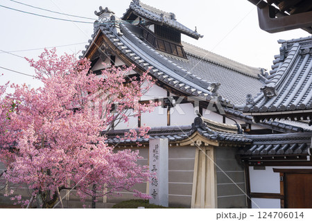 春の京都　長徳寺　満開のおかめ桜 124706014