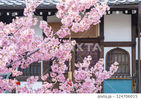 春の京都 長徳寺 地蔵堂のガラス戸に映るおかめ桜 春の京都 長徳寺 地蔵堂のガラス戸に映るおかめ桜 124706015