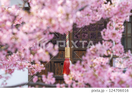 春の京都　長徳寺　地蔵堂のガラス戸に映るおかめ桜 124706016