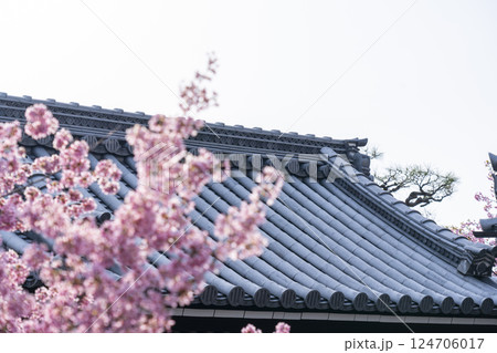 春の京都 長徳寺 山門前に咲く立派なおかめ桜 春の京都 長徳寺 山門前に咲く立派なおかめ桜 124706017
