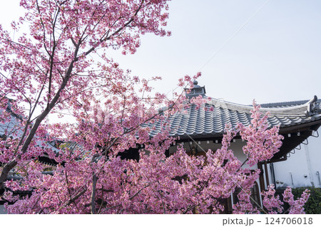 春の京都　長徳寺　地蔵堂とおかめ桜 124706018