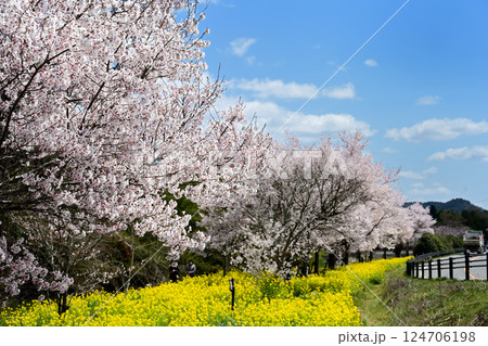 猪名川町　桜と菜の花 124706198