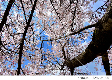 青空と桜 124706200