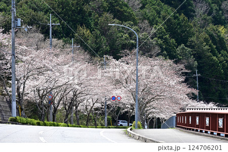 猪名川町　桜のトンネル 124706201