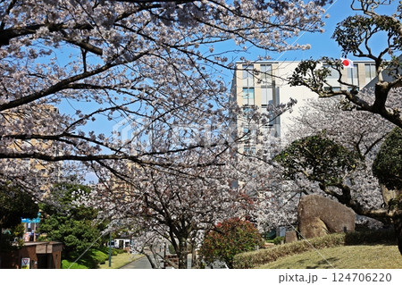 満開の桜と青空に翻る日章旗 満開の桜と青空に翻る日章旗 124706220