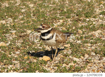 Killdeer Bird Guarding Nest of Eggs on Ground Killdeer Bird Guarding Nest of Eggs on Ground 124706339