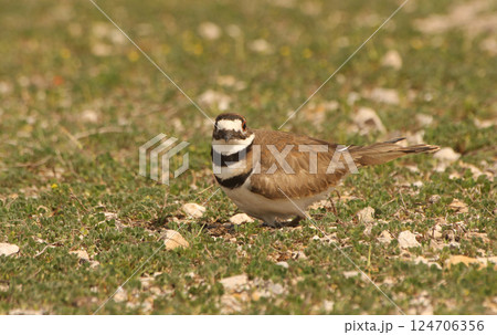 Killdeer Bird Guarding Nest of Eggs on Ground 124706356