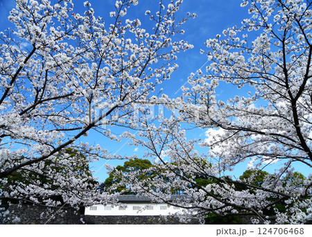 皇城桜 皇城桜 124706468