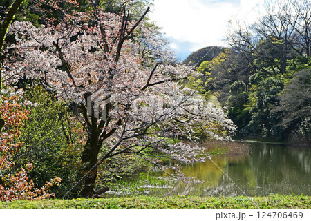 皇城の春 124706469