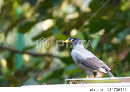 A Javan Myna bird or Acridotheres javanicus with a sleek black crest and bright yellow beak, perched on a ledge 124706533