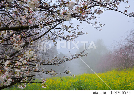 濃霧の中　満開の桜と菜の花の風景 124706579