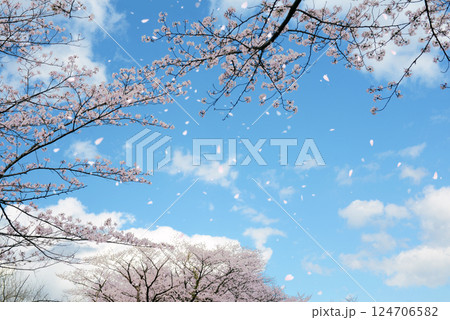舞い散る桜 背景 舞い散る桜 背景 124706582