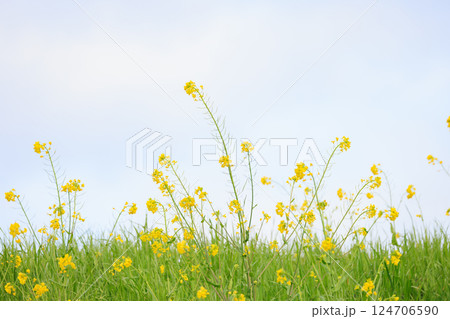 黄色い菜の花と緑の草、曇り気味の空 124706590