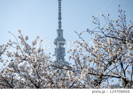 春の晴れた日の満開の桜の花 124706608