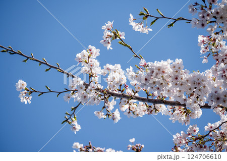 春の晴れた日の満開の桜の花 春の晴れた日の満開の桜の花 124706610
