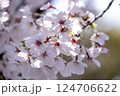 春の晴れた日の満開の桜の花 124706622