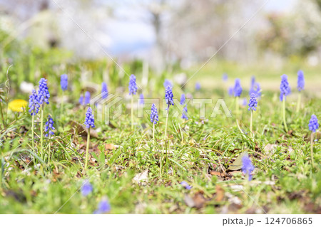 ムスカリの花 春の花 春色 4月 124706865
