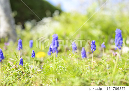 ムスカリの花 春の花 春色 4月 124706873