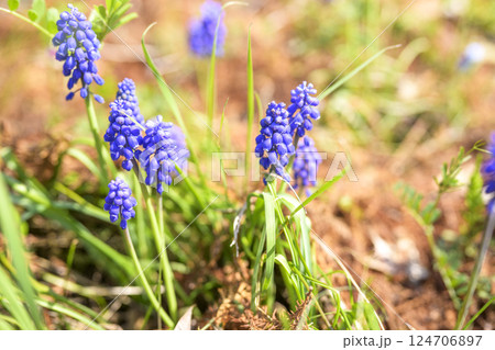 ムスカリの花 春の花 春色 4月 124706897