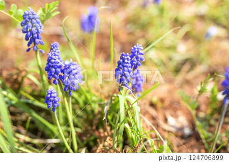 ムスカリの花 春の花 春色 4月 124706899
