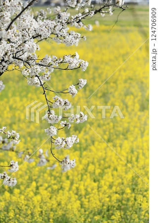 春の桜 春の桜 124706909