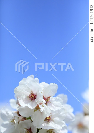春の桜 124706912