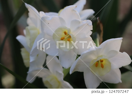 早春の庭に咲く白いフサザキスイセンの花 124707247